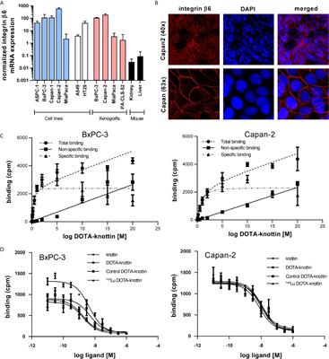 SPECT/CT Imaging, Biodistribution and Radiation Dosimetry of a 177Lu-DOTA-Integrin αvβ6 Cystine Knot Peptide in a Pancreatic Cancer Xenograft Model